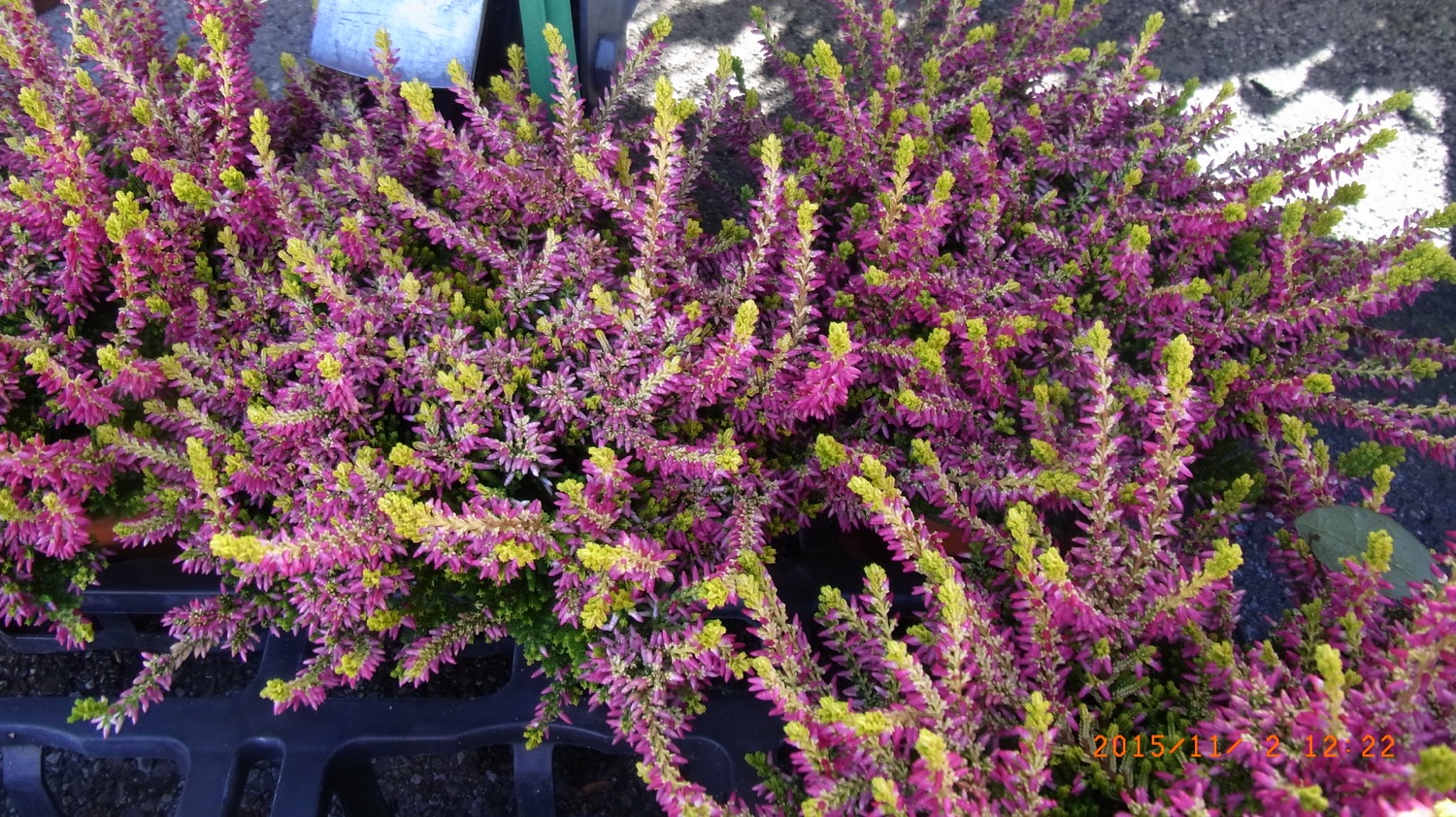 Calluna